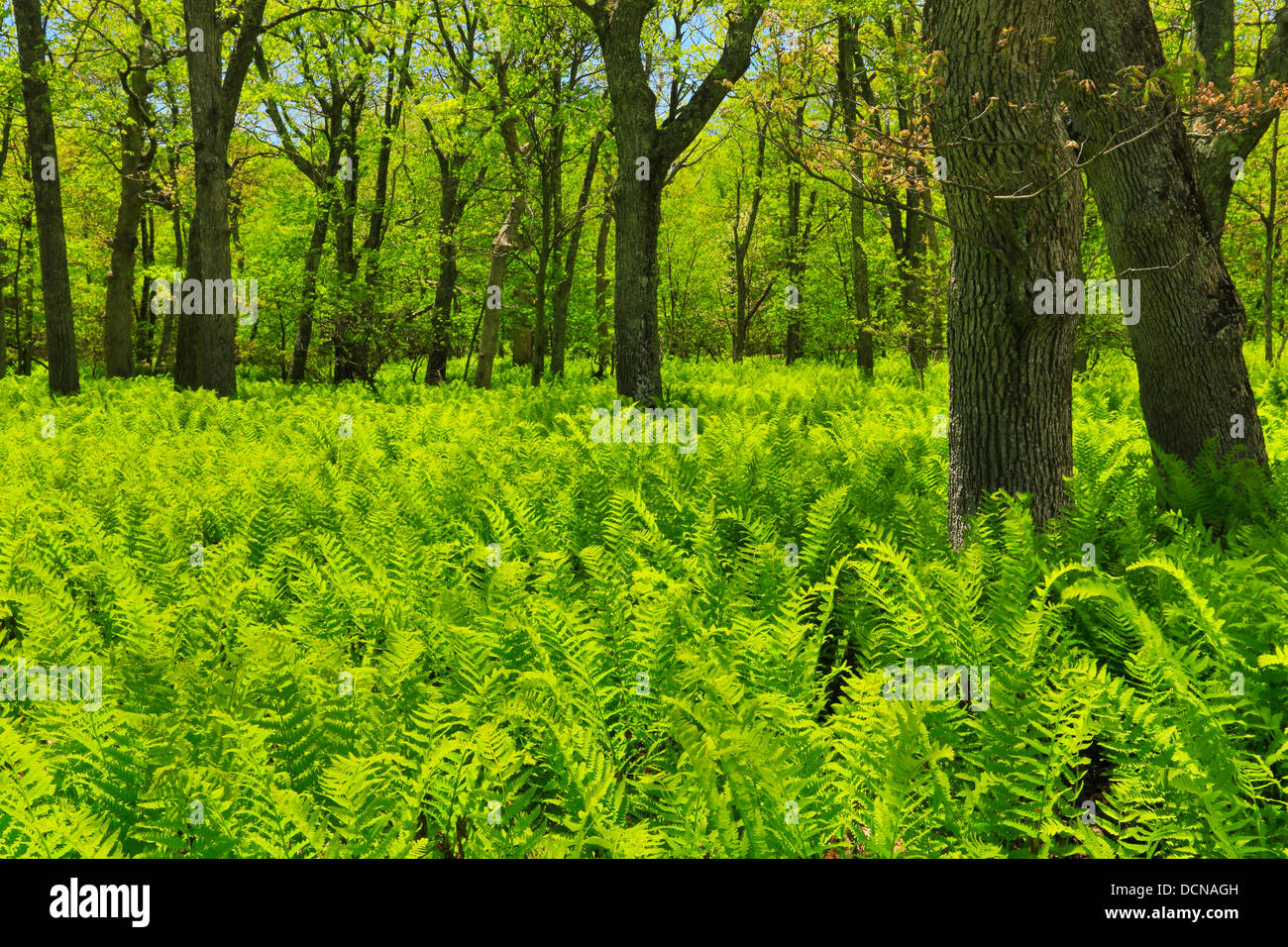 Felci, Parco Nazionale di Shenandoah, Virginia, Stati Uniti d'America Foto Stock