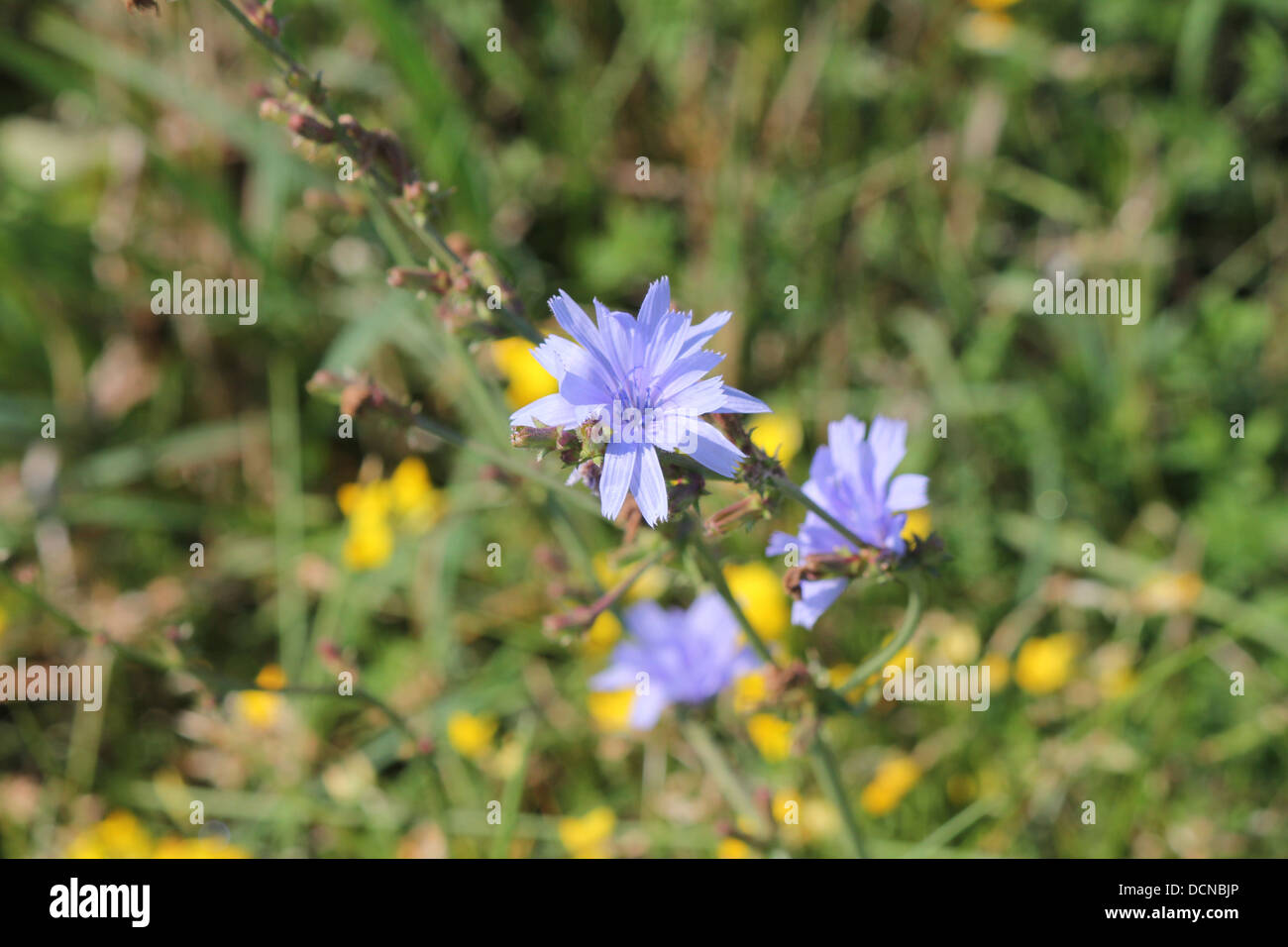 Bella pianta di cicoria con fiori blu nel prato accanto a una strada Foto Stock