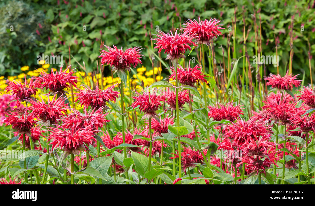Sorprendente Monardia rosso , il bergamotto o Bee Balm in una pianta erbacea frontiera presso Waterperry Giardini in Oxfordshire UK Foto Stock