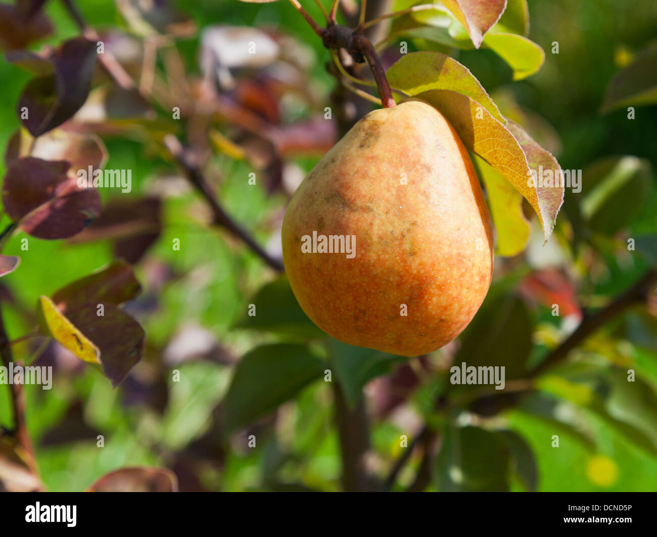 Un unico grande pera su albero nel frutteto Foto Stock