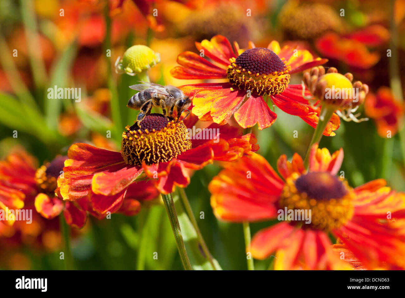 Il miele delle api sips il nettare dai fiori gaillardia nella giornata di sole Foto Stock