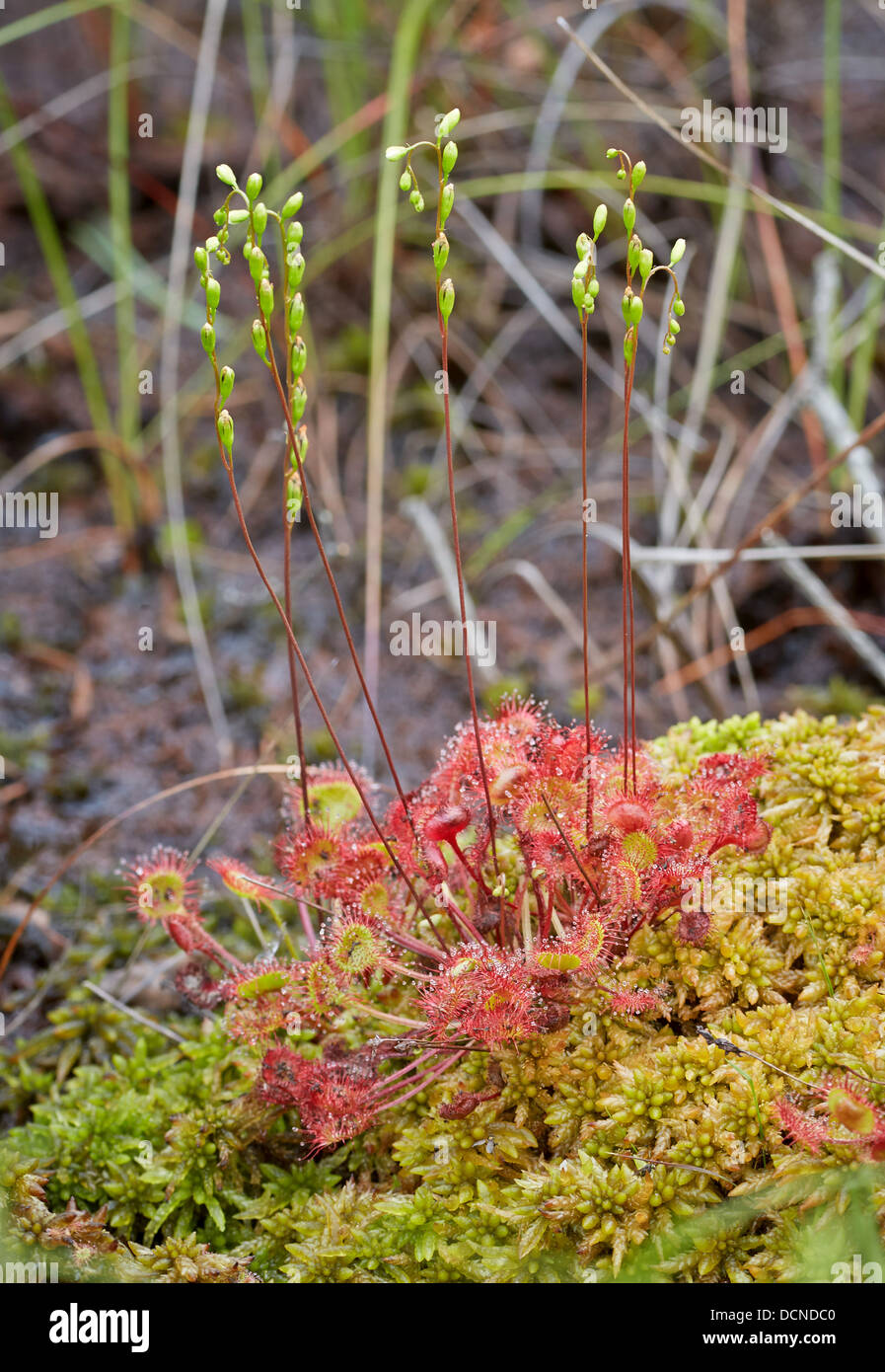 Round lasciava Sundew Drosera rotundifolia crescendo in un pantano torbosi fango a Thursley comune in Surrey UK Foto Stock