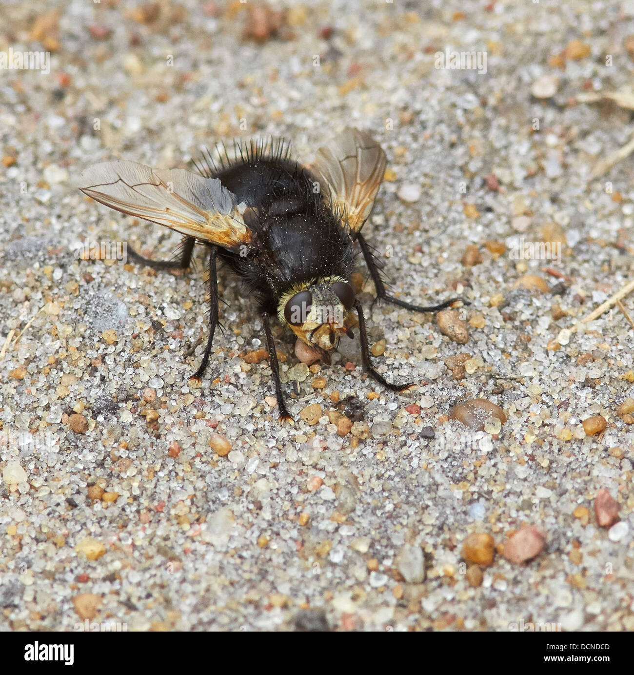 Grande fly Mesembrina meridiana il mezzodì volare sulla sabbia a Thursley comune in Surrey UK Foto Stock