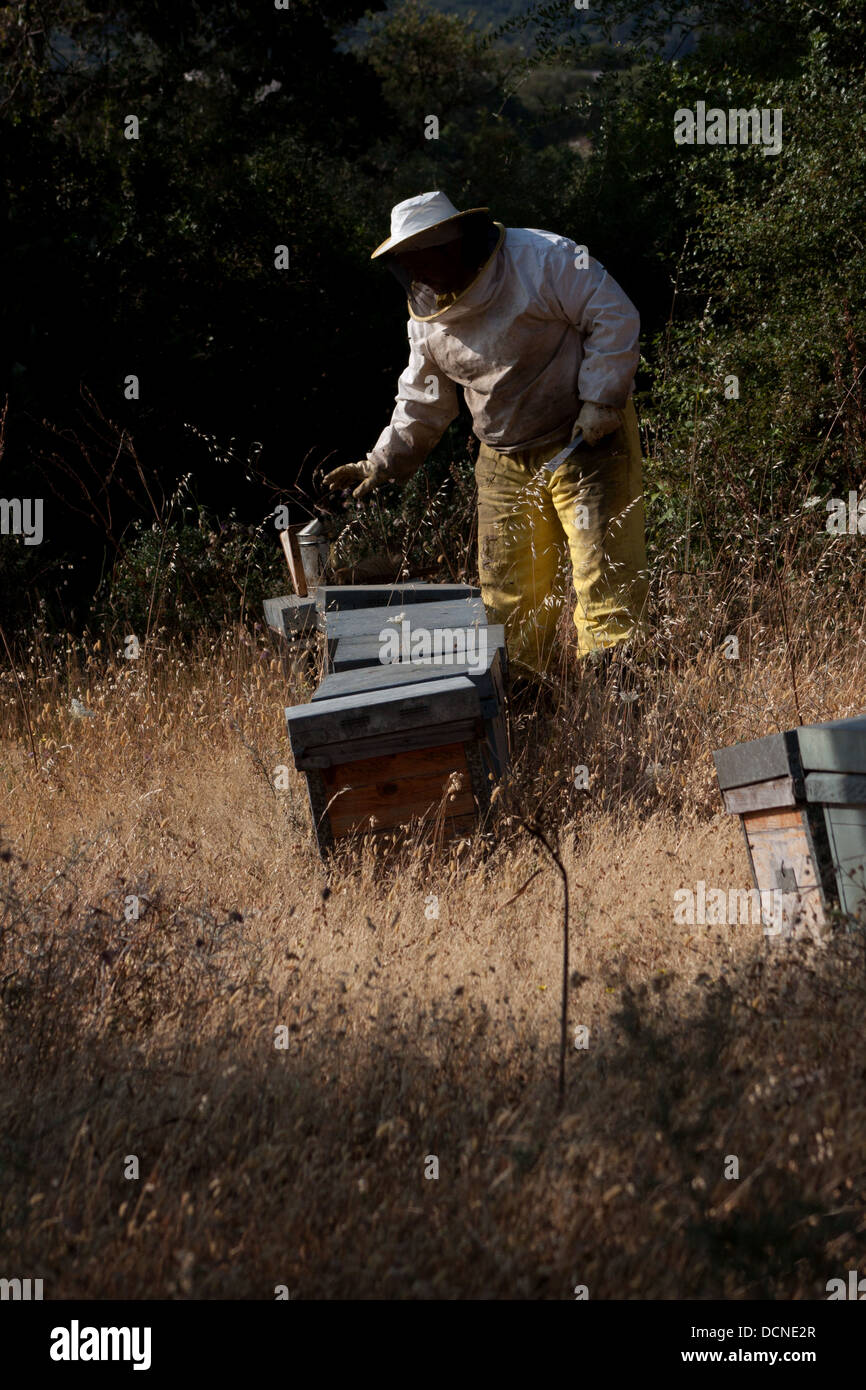 Un apicoltore di Puremiel, miele di una azienda che produce materie organiche di miele, controlli caselle di ape nel Los Parco naturale de los Alcornocales Foto Stock