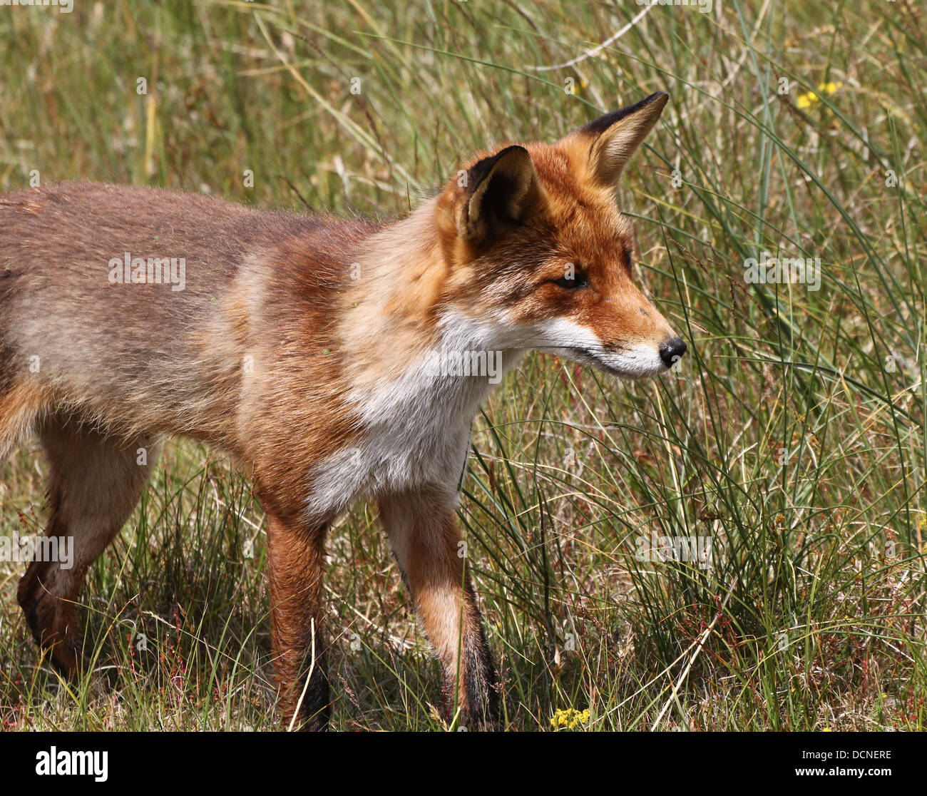 Rosso europeo volpe (vulpes vulpes) Foto Stock