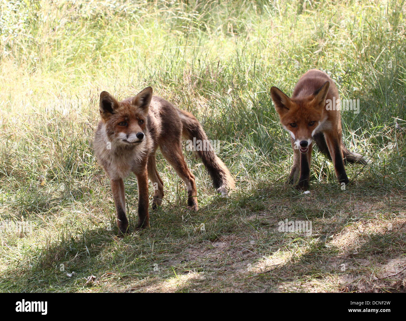 Close-up di madre e figlio rosso europeo volpe (Vulpes vulpes) caccia - Serie di 10 immagini Foto Stock