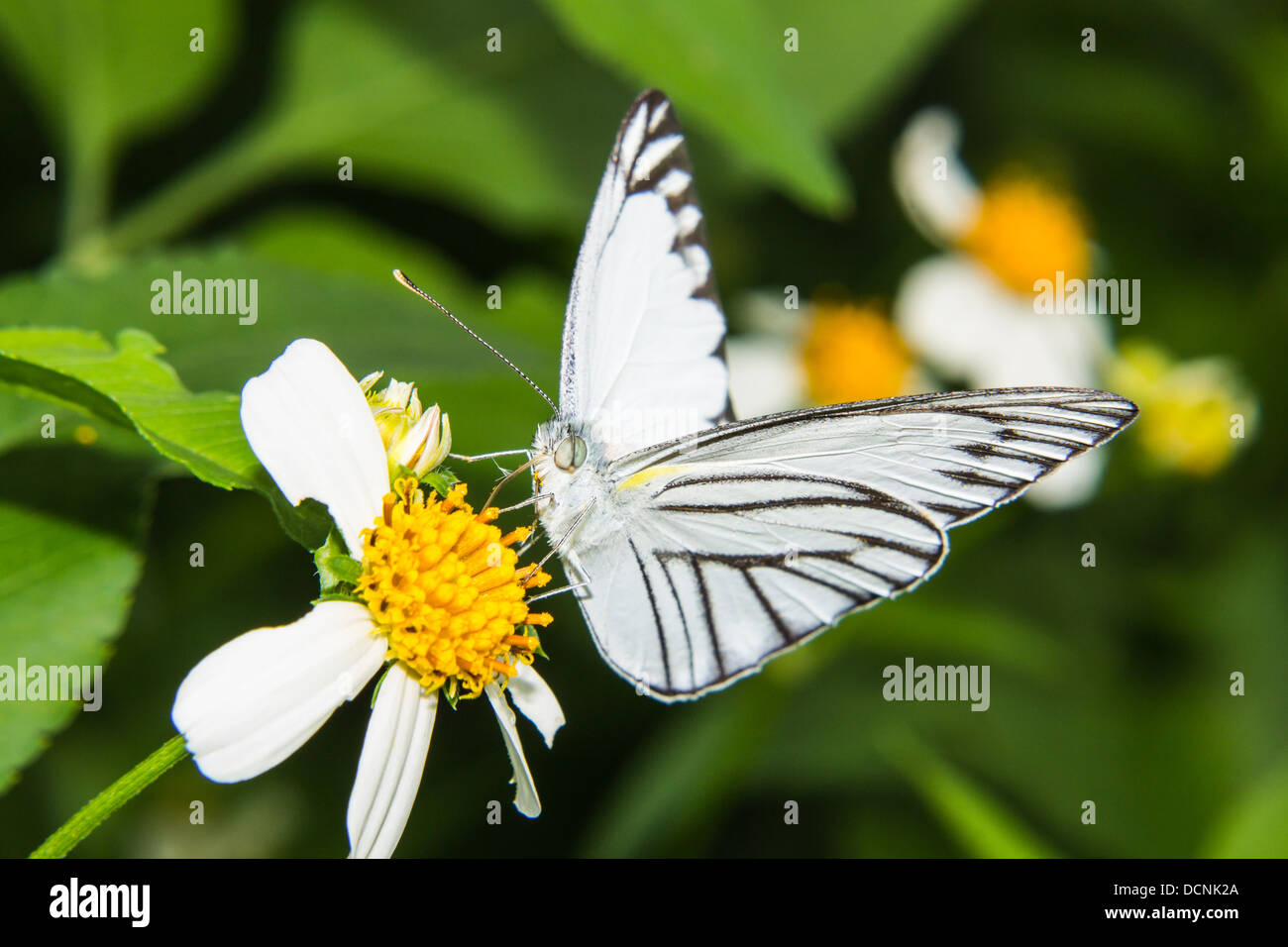 Alimentazione a farfalla sul fiore piccolo Foto Stock