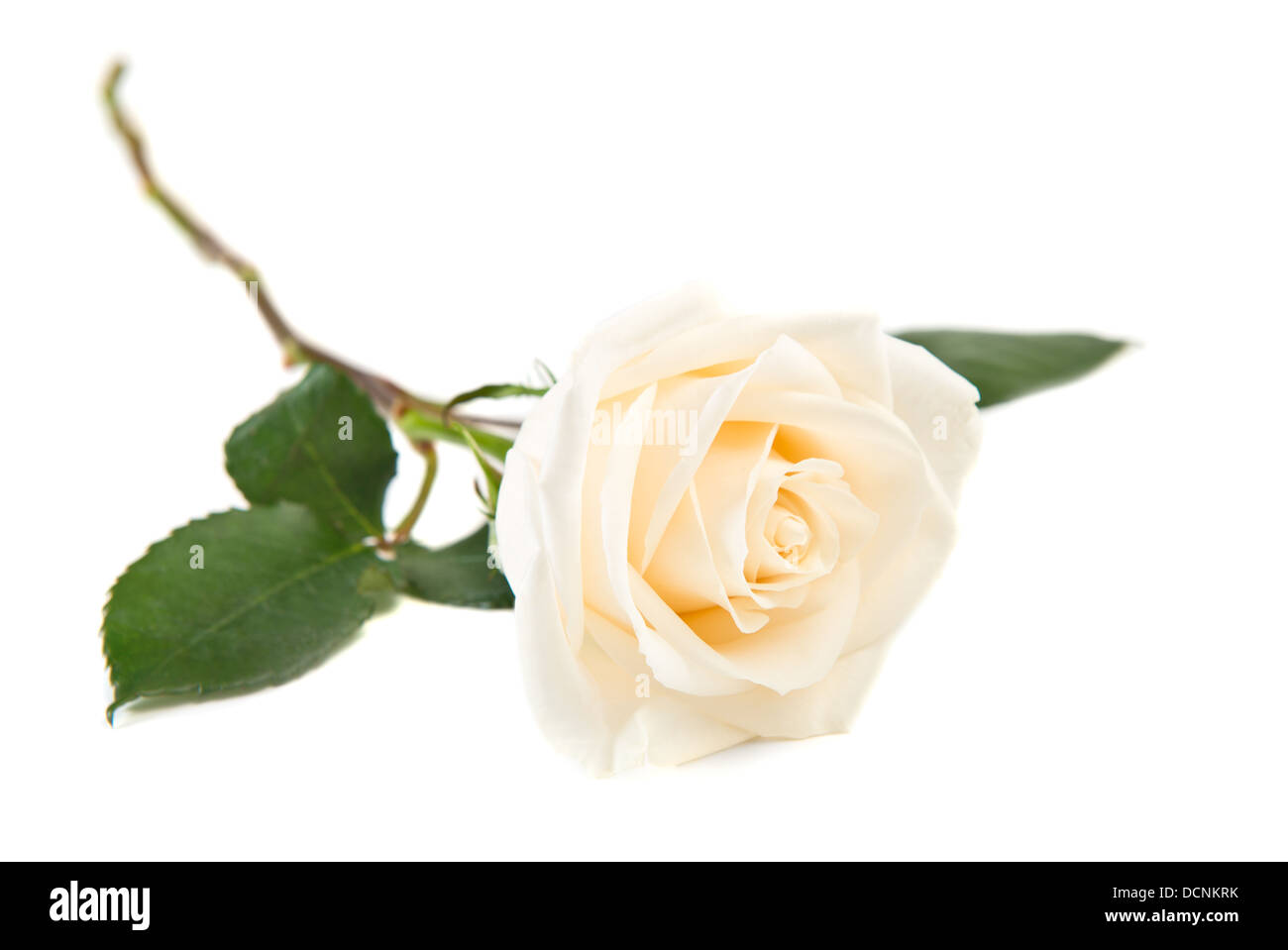 Singola rosa bianca con foglie e stelo su sfondo bianco Foto stock - Alamy