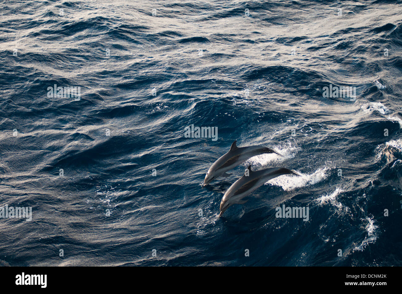 Libera delfini nuotando e saltando in mare al largo di Rio de Janeiro, Brasile Foto Stock