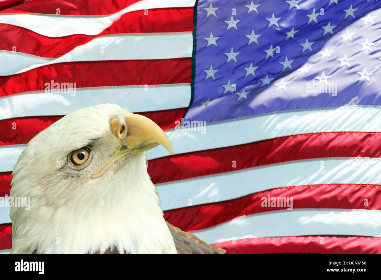 Aquila calva insieme contro la bandiera americana Foto Stock