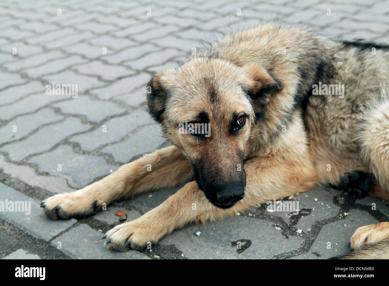 cane senza casa Foto Stock