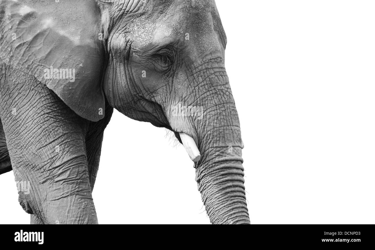 Potente in bianco e nero ritratto di elefante Foto Stock