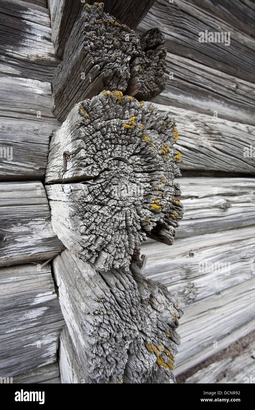 Weathered vecchi log Foto Stock