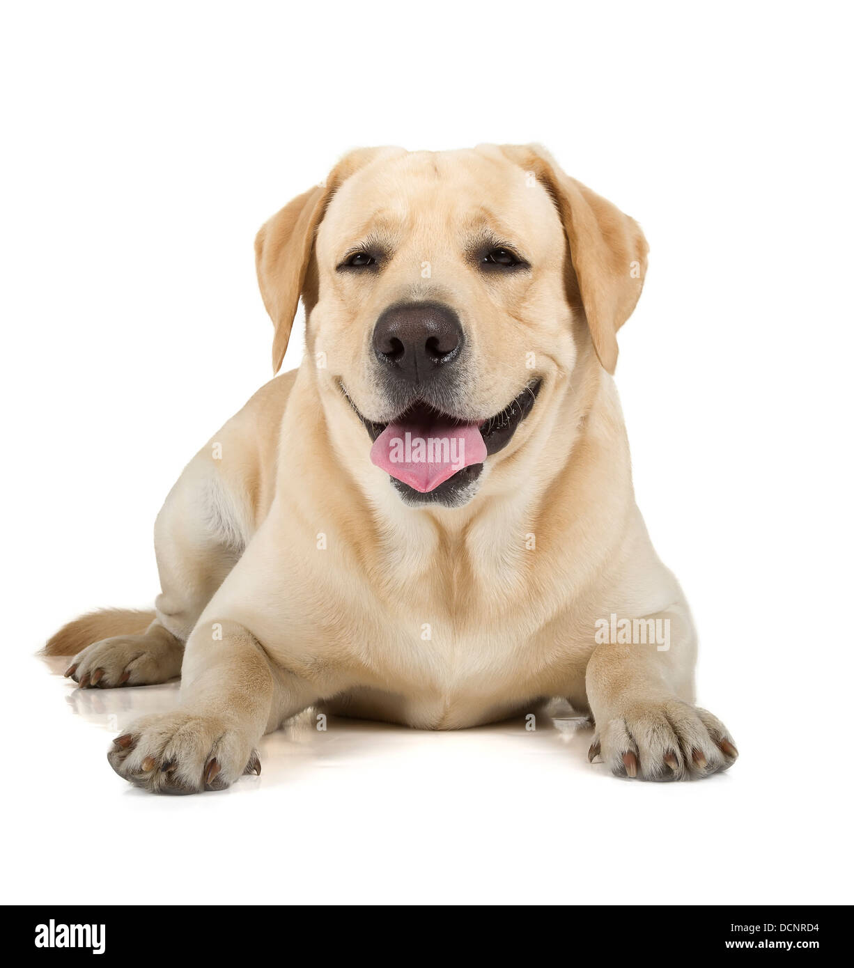 Giallo simpatico Labrador Retriever cane sorridente isolati su sfondo bianco Foto Stock