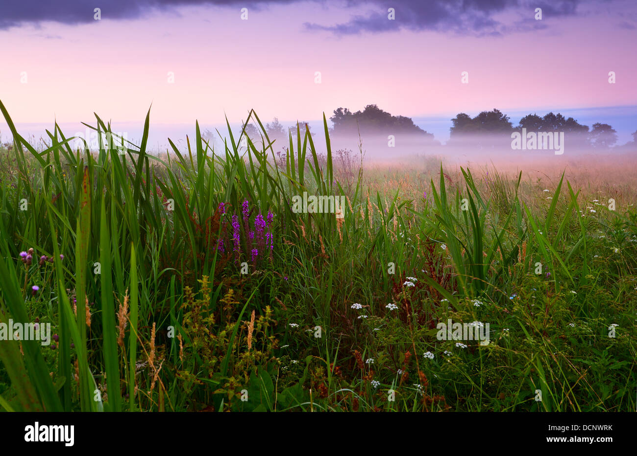 Il prato fiorito nella nebbia Foto Stock