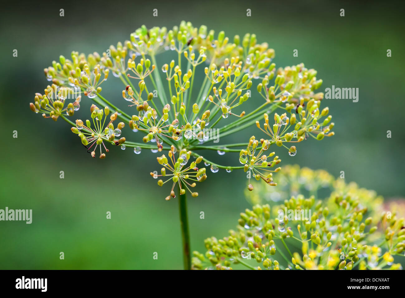 Aneto umido fiori fotografia macro. Anethum graveolens Foto Stock