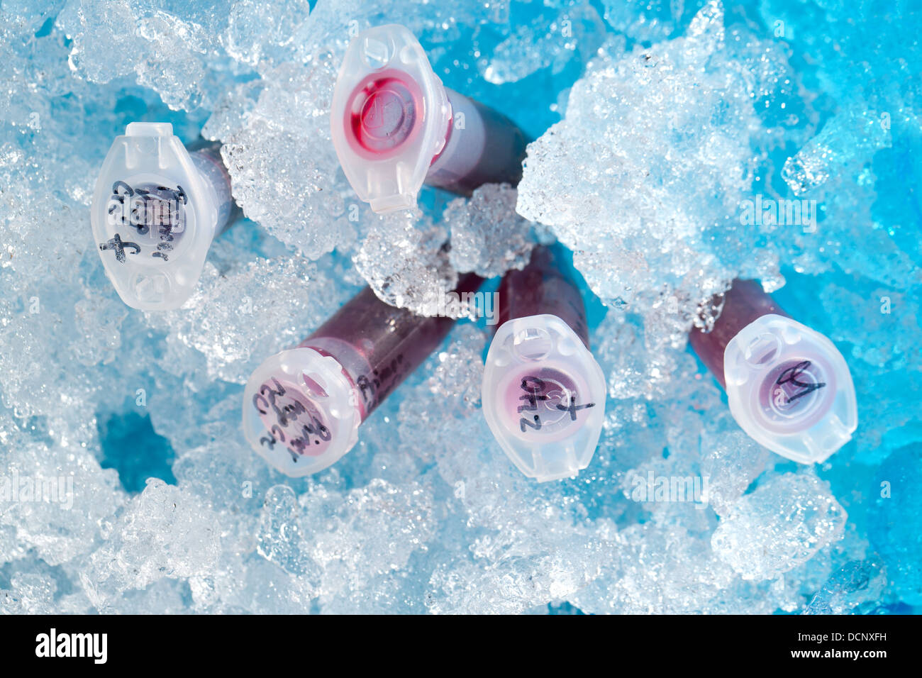 La reazione del tubo di plastica in una scatola piena di ghiaccio Foto Stock