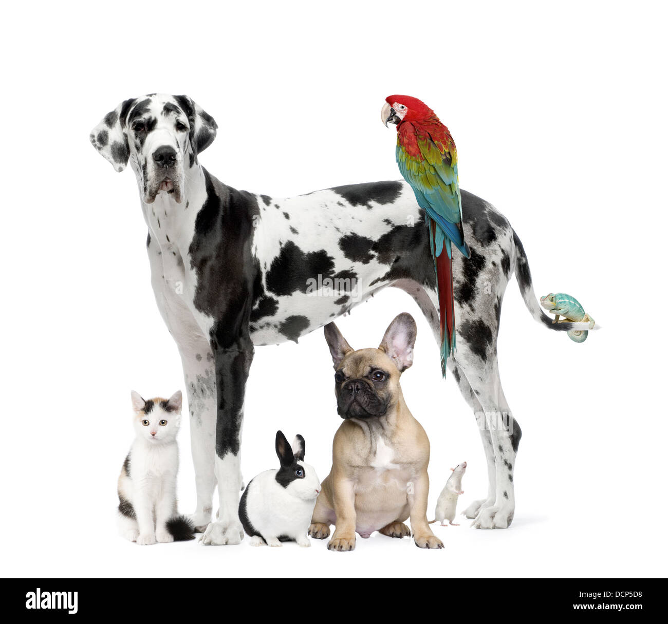 Gruppo di animali domestici - Cane,cat, uccelli e rettili, coniglio Foto Stock