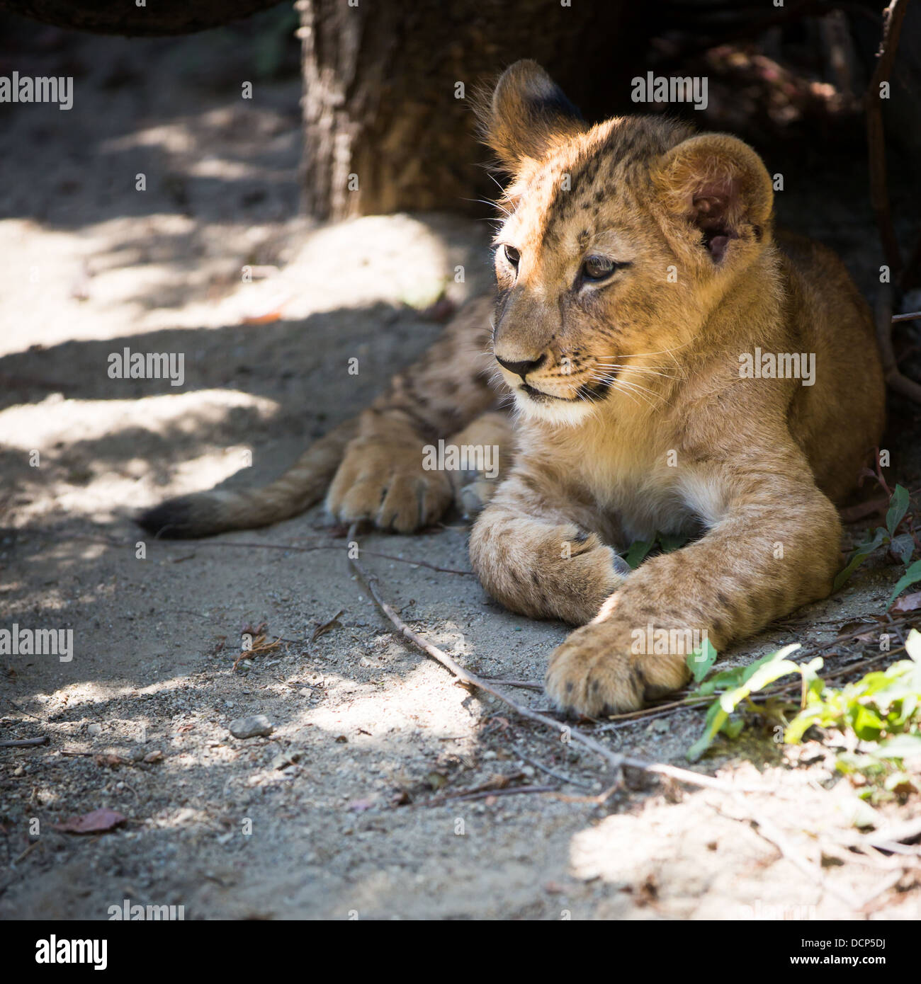 Cucciolo di leone sveglio Foto Stock