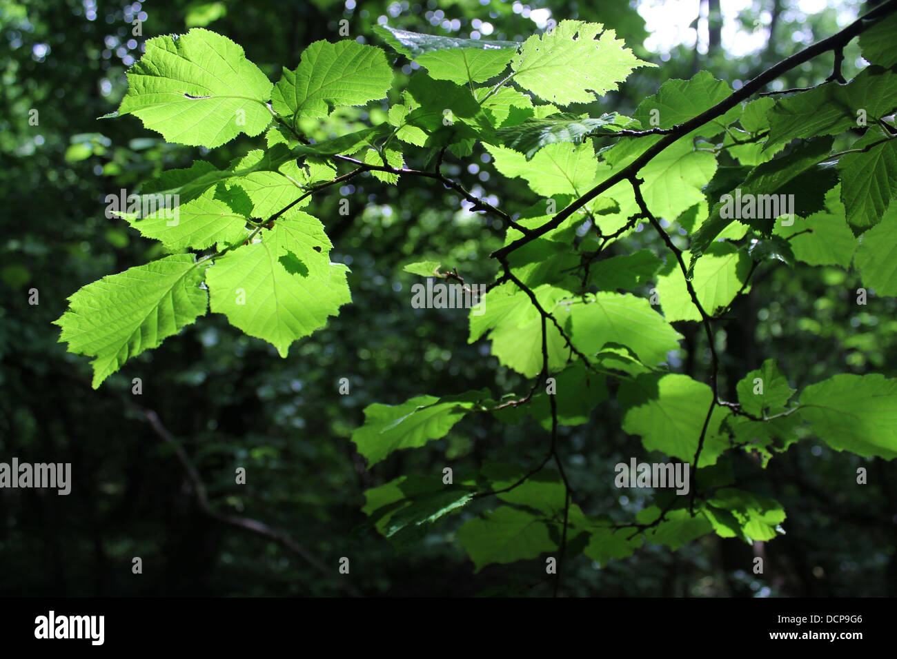 Pezzata dalla luce del sole attraverso verde faggio lascia Foto Stock