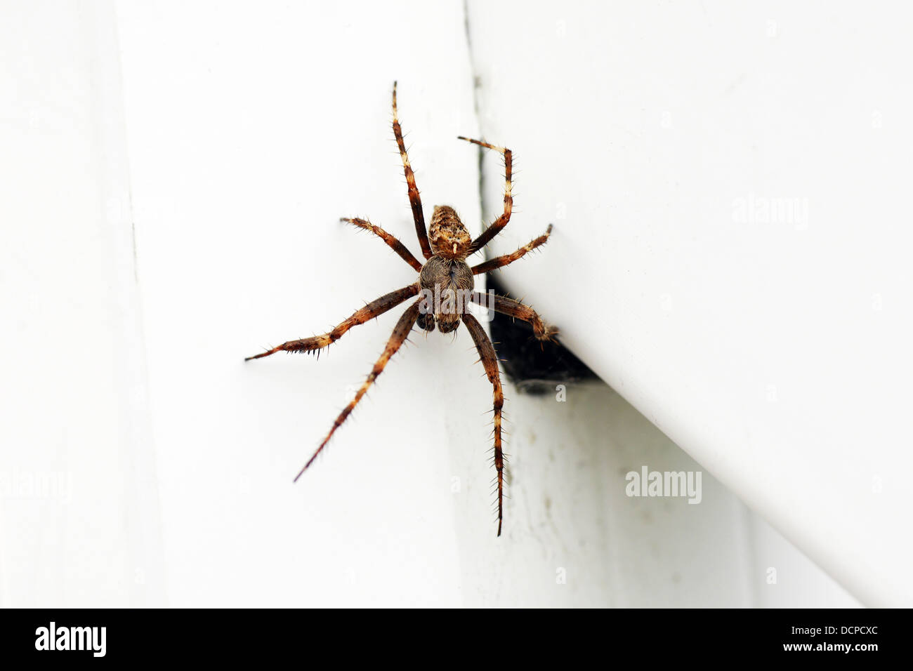 Itsy Bitsy Spider Foto Stock