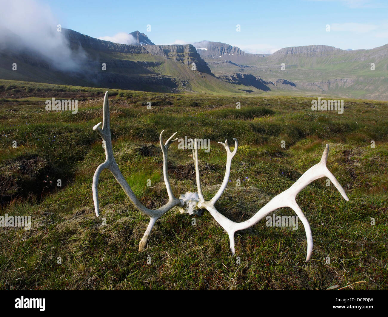 La renna palchi, Gerpir cliffs, est Islanda Foto Stock