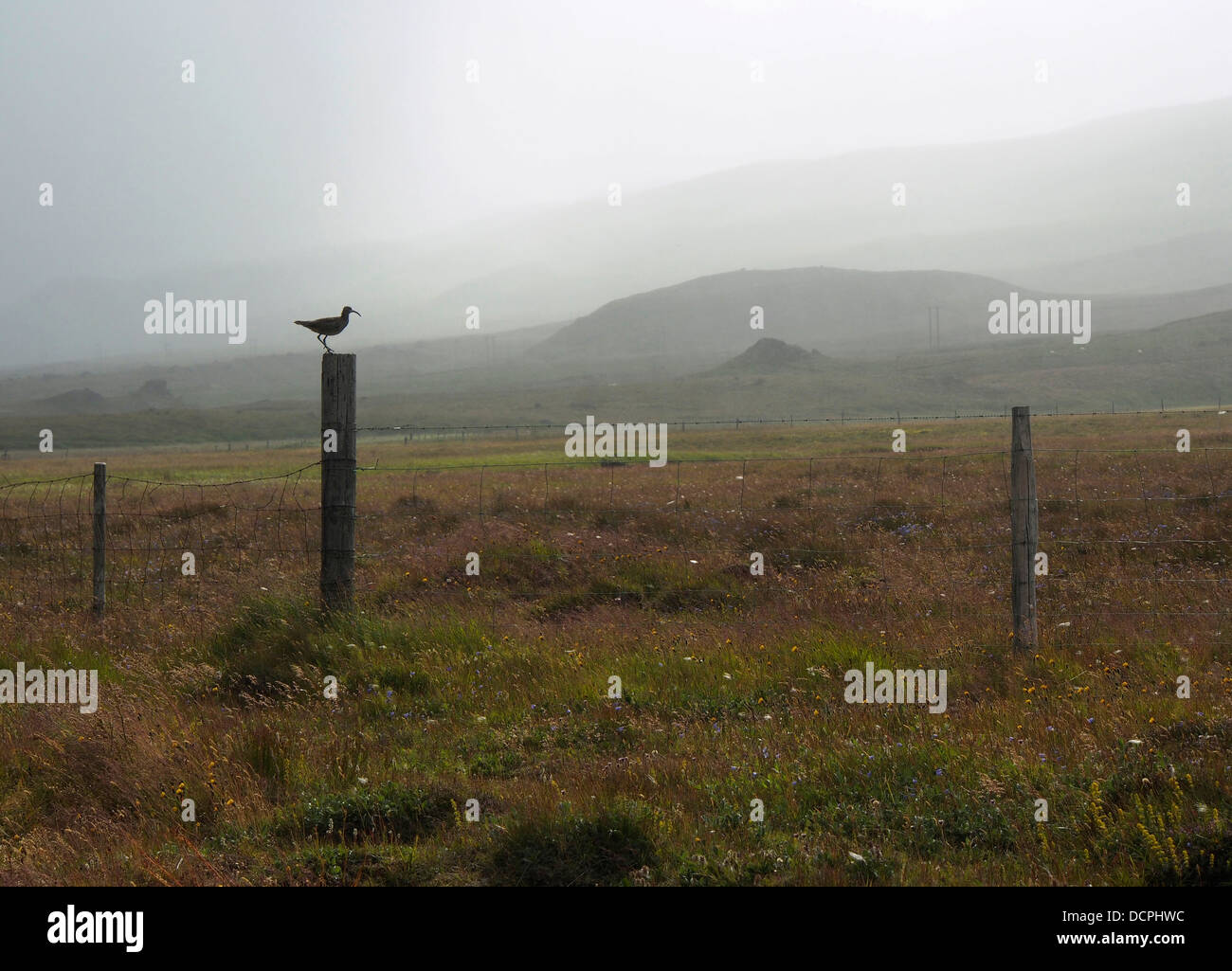 Whimbrel sul palo da recinzione, Bakkagerði, Borgarfjörður Eystri, Islanda Foto Stock