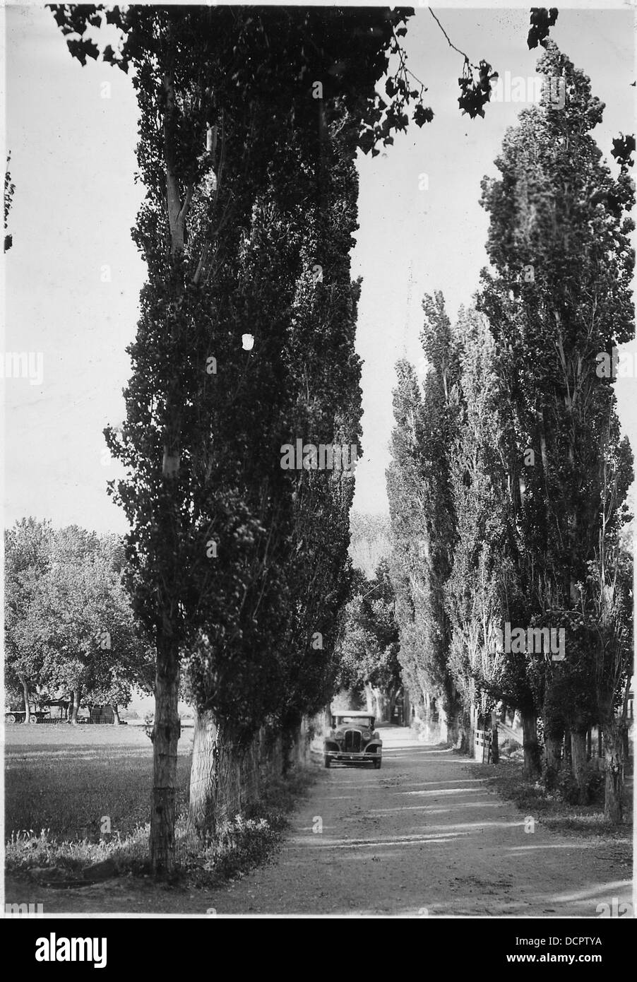 Un viale di pioppi su un ranch irrigato vicino alla diga di Hoover, che illustra l'uso dell'irrigazione nelle regioni aride e gli adattamenti agricoli in questo ambiente desertico. Foto Stock