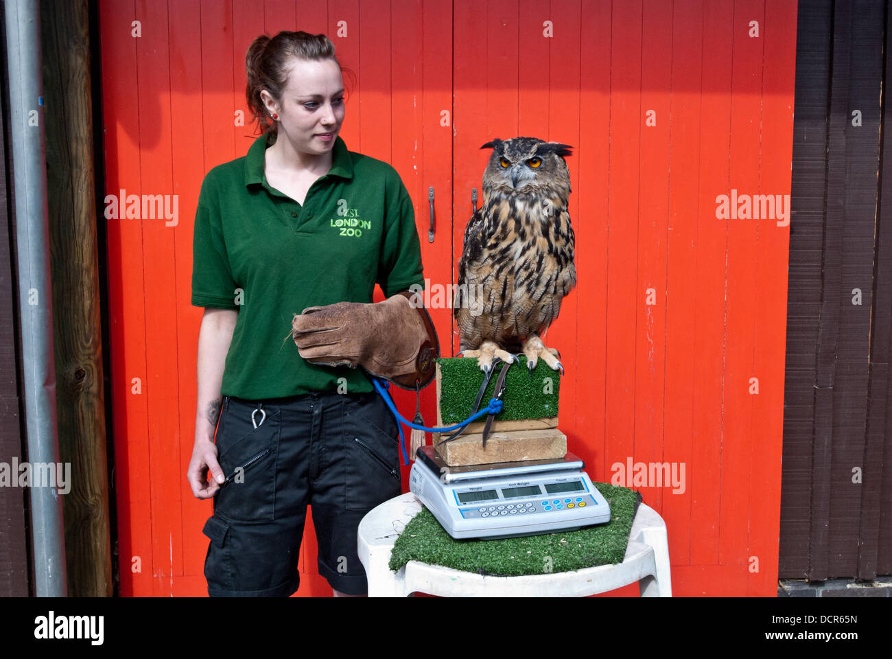 London, Regno Unito - 21 August 2013: zookeeper Helen pesa e misura un gufo reale (1.928 Kg) durante la ZSL London Zoo annuale del peso degli animali-in. Da grande gatti di piccola rane, custodi di trascorrere le ore ogni anno alla registrazione di ogni animale statistiche vitali, permettendo loro di mantenere uno stretto controllo sul loro benessere generale. Credito: Piero Cruciatti/Alamy Live News Foto Stock