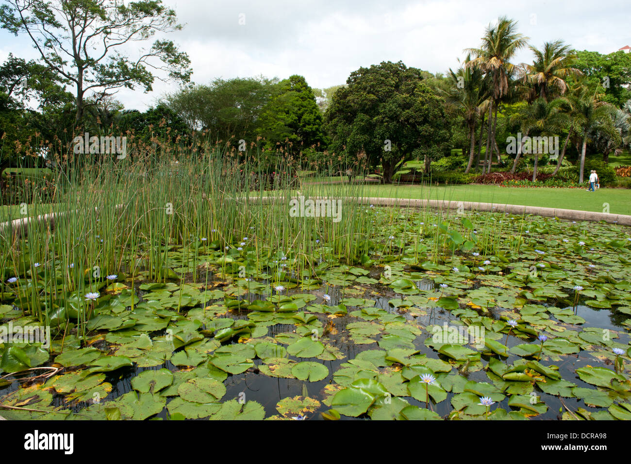 Lily Pond, Durban Botanic Gardens, Durban, Sud Africa Foto Stock