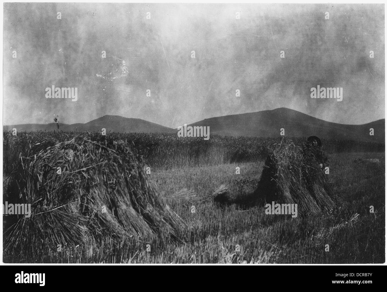 Le coltivazioni di grano invernali sono illustrate da A.H. Hudson in una vista sulla valle, che mostra il paesaggio agricolo e le pratiche agricole in questa zona rurale. Foto Stock