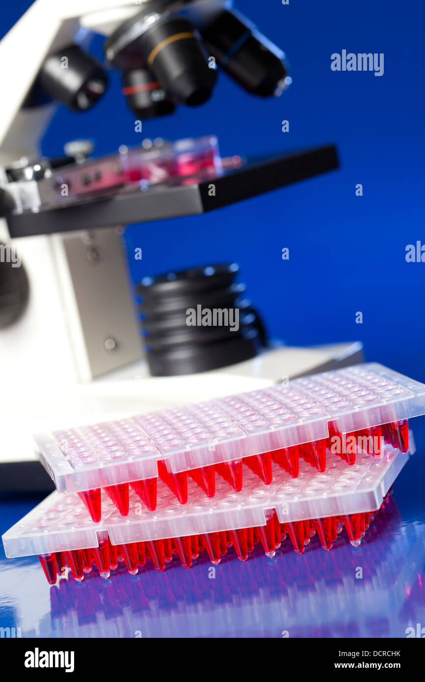 Piastre a 96 pozzetti sulla tabella lab con red campioni liquidi Foto Stock