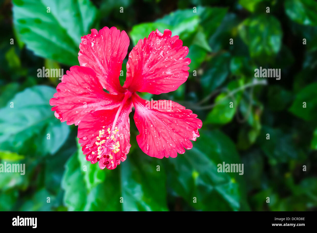 Rosso di fiori di ibisco su albero ,Thailandia Foto Stock