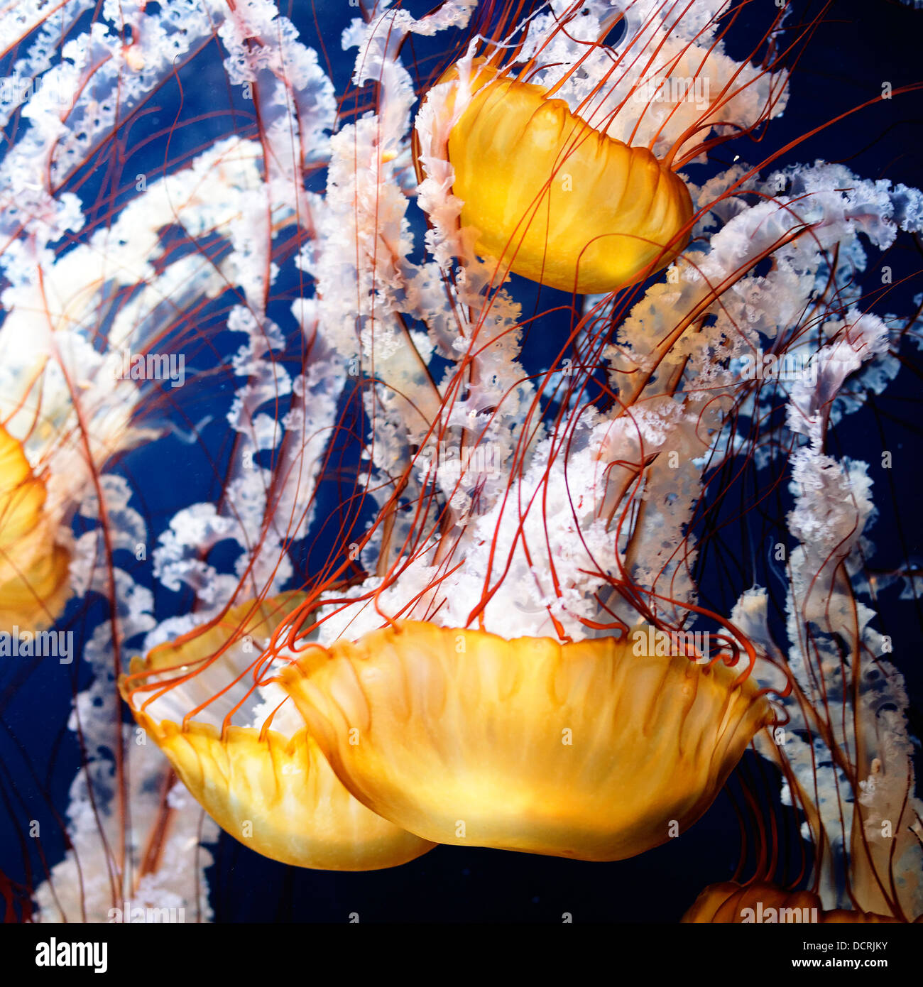 Meduse giallo Foto Stock