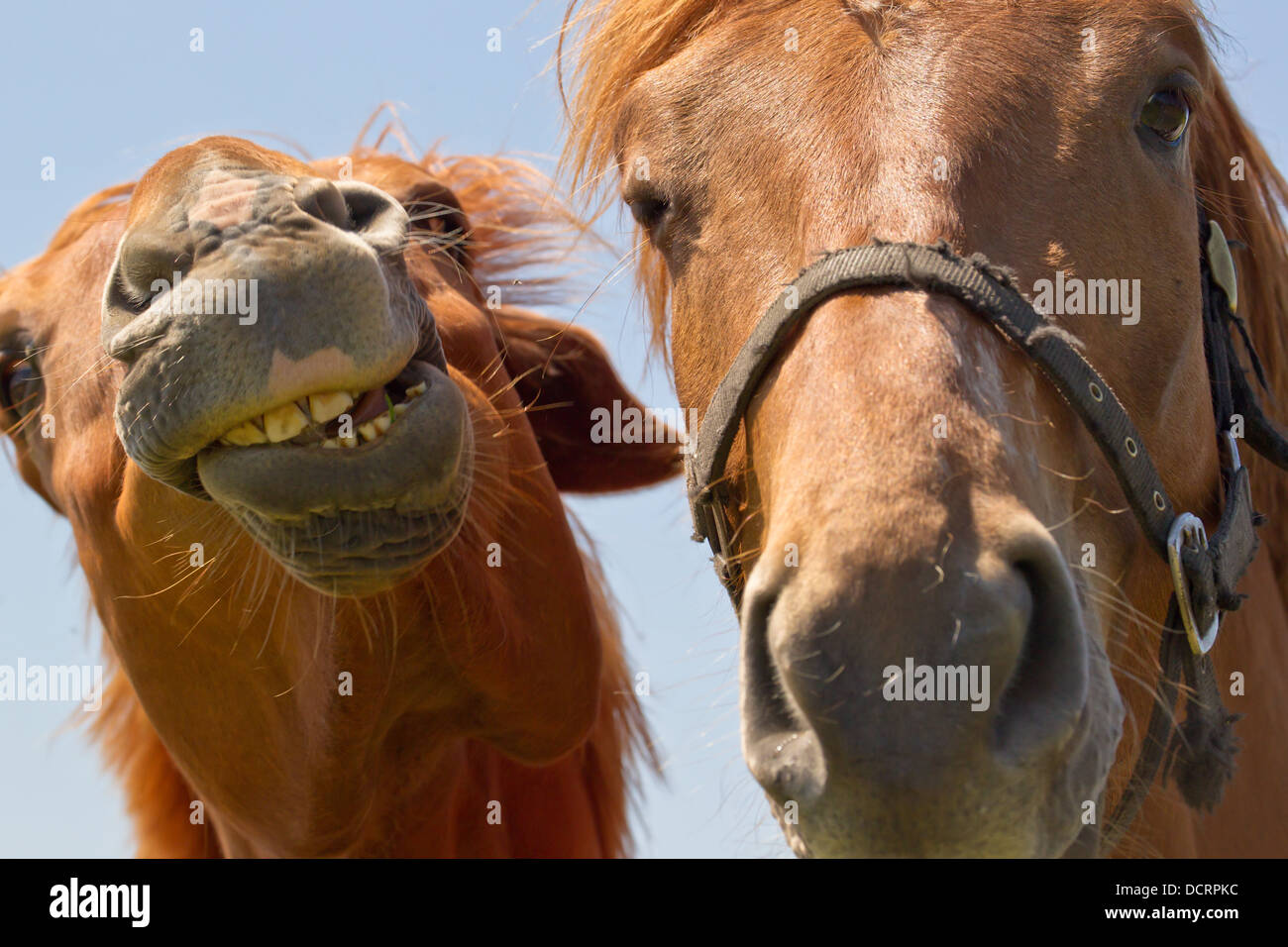 Immagine comica di due cavalli in stretta fino che mostra i denti Foto Stock