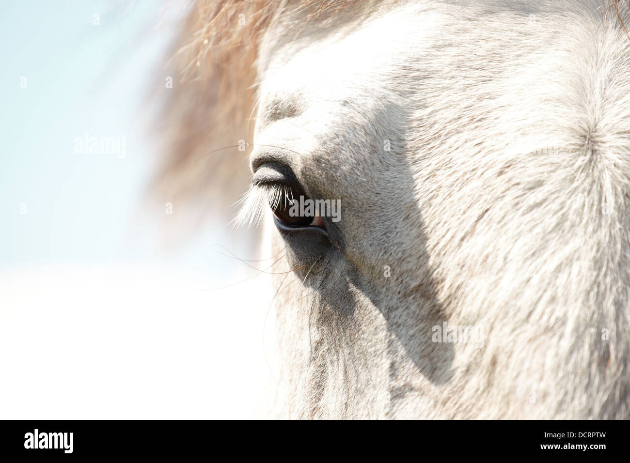 Graziosamente composta dettagliate fino in prossimità di un cavallo grigio con gli occhi il contatto con gli occhi. Foto Stock