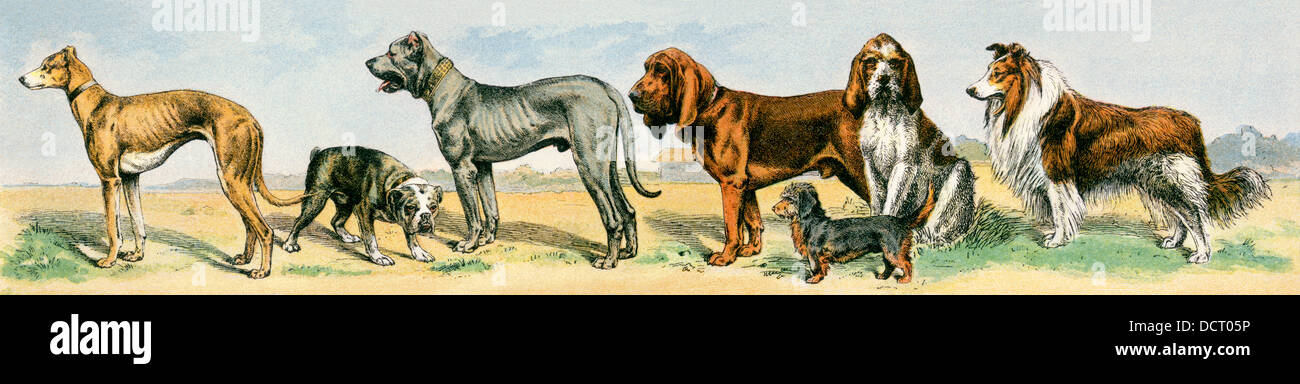 Cane razze: Greyhound, bulldog alano, bloodhound, dandie dinmont, grifone, e collie. Litografia a colori Foto Stock