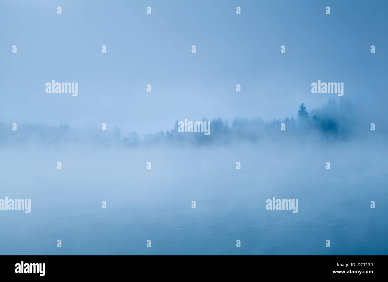 Foresta nella nebbia mattutina Foto Stock