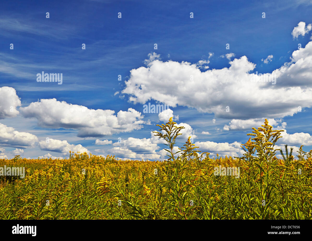Fiore giallo campo sotto il cielo blu nella giornata di sole. Messa a fuoco selettiva Foto Stock