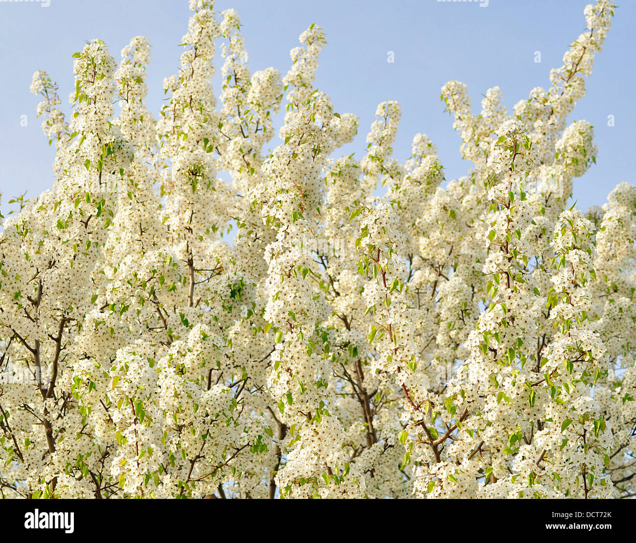 Apple tree blossoms Foto Stock