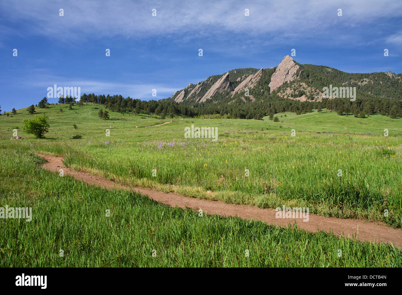Bella Flatirons a Boulder, Colorado con rigogliosi lupini Foto Stock