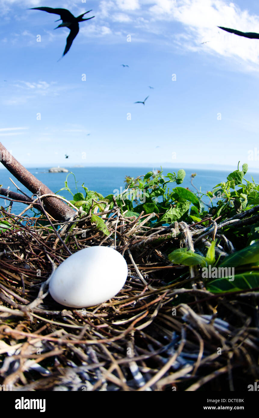 Frigate Bird Nest con un uovo al Alcatrazes isola, North Shore di Sao Paulo, Brasile Foto Stock