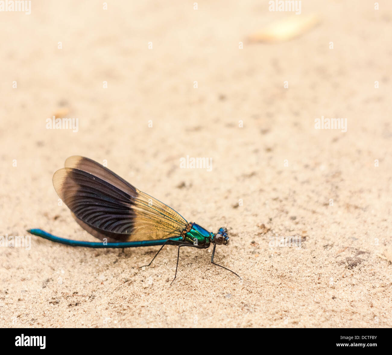 Libellula blu in appoggio sulla sabbia Foto Stock