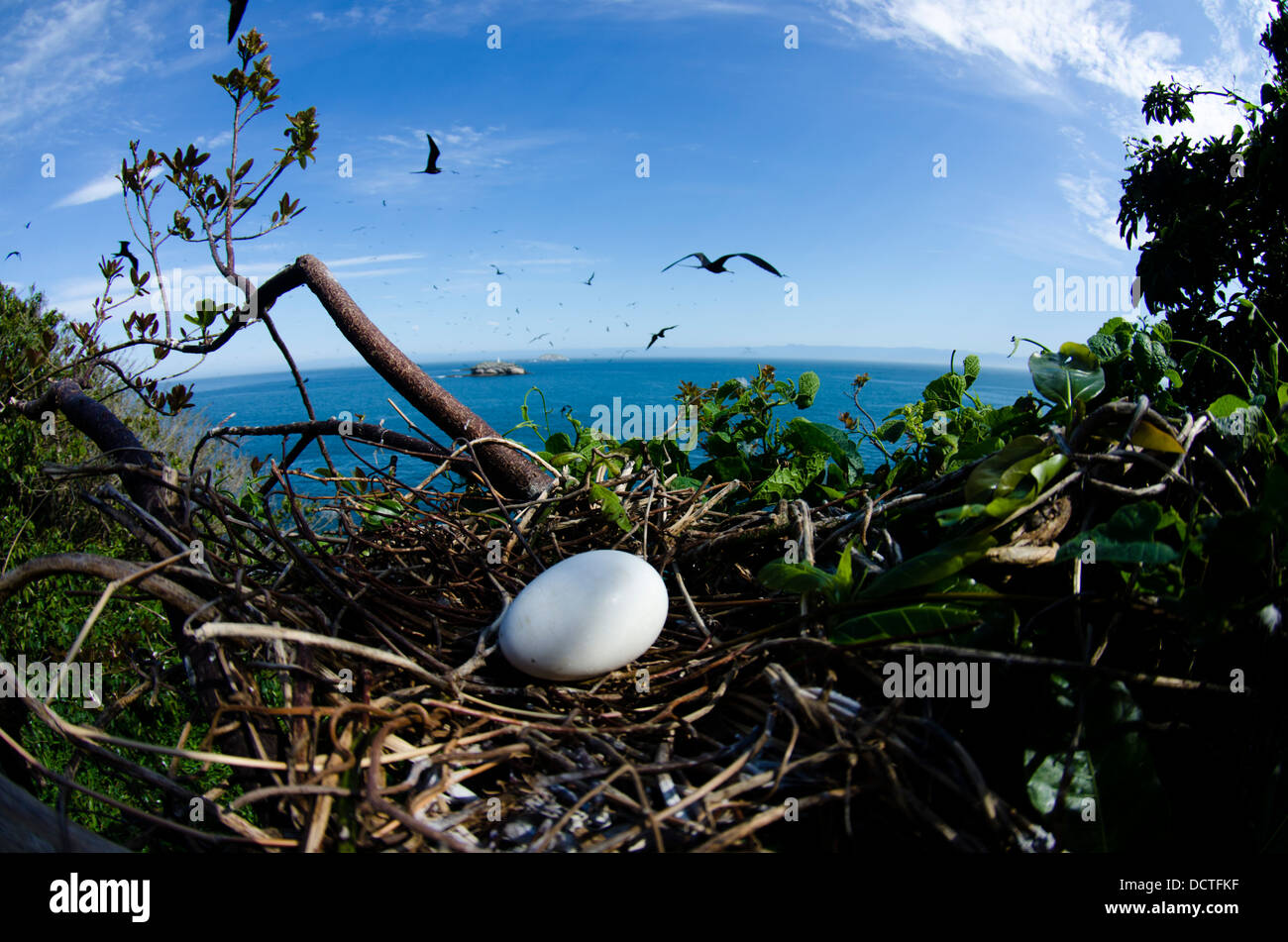 Frigate Bird Nest con un uovo al Alcatrazes isola, North Shore di Sao Paulo, Brasile Foto Stock