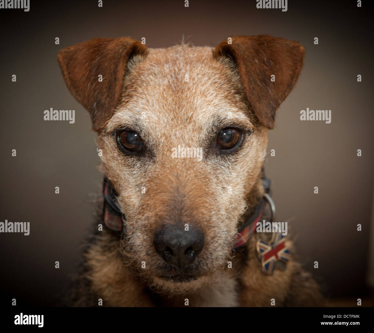 Ritratto in studio di un terrier cane Foto Stock