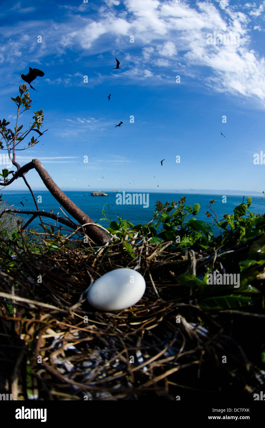 Frigate Bird Nest con un uovo al Alcatrazes isola, North Shore di Sao Paulo, Brasile Foto Stock