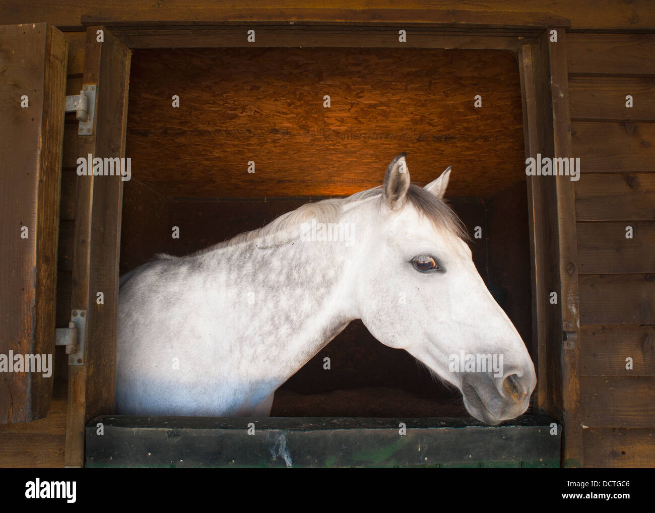 Un cavallo guardando fuori del suo recinto per bestiame; Benalamadena Costa, Malaga, Costa del Sol, Andalusia, Spagna Foto Stock