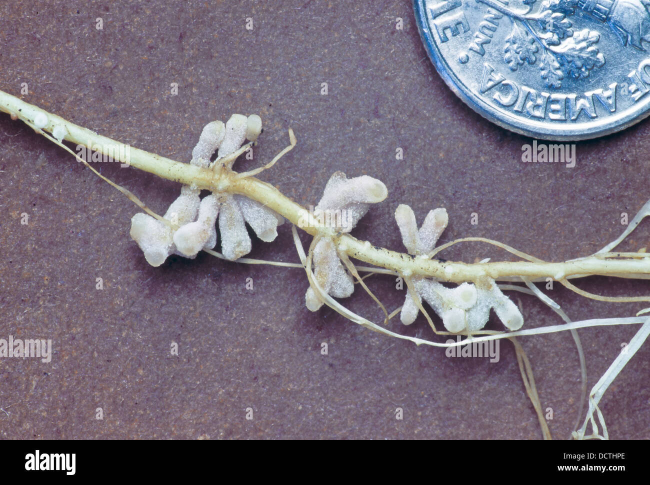 Simbiotico noduli root su alfalfa. Foto Stock