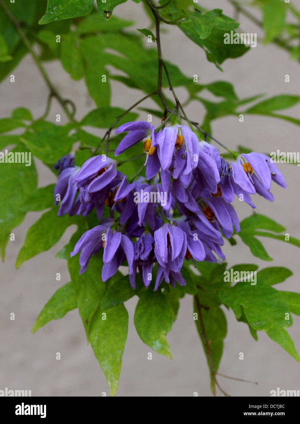 Il brasiliano Nightshade, Solanum seaforthianum, solanacee. Sud America. Foto Stock