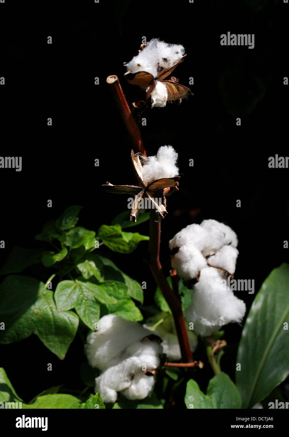 Pianta di cotone, Gossypium sp., Malvaceae. Foto Stock